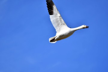 白雁　はくがん　ハクガン　Snow Goose　　