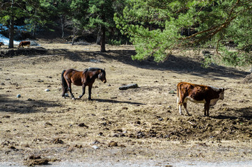 Horses in the wild