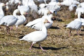 白雁　はくがん　ハクガン　Snow Goose　　