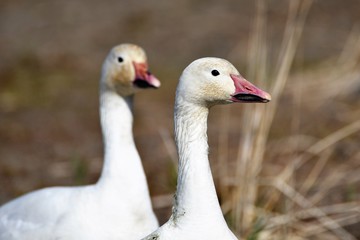 白雁　はくがん　ハクガン　Snow Goose　　