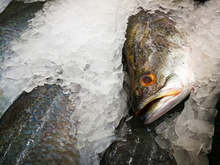 Sea Bass on Ice in the Market,Raw Seabasses on Ice in the Market,Sea bass in market with ice on ice on the market. ice cooled hakes on a fish