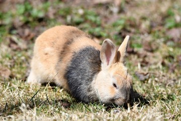 うさぎ　Rabbit