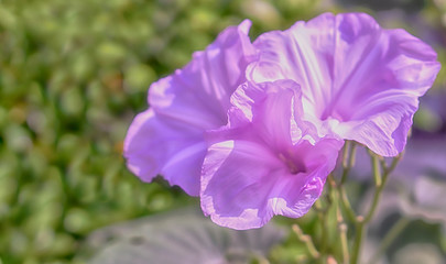 violet flower blooming in nature spring flower background