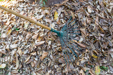 Sweep dry leaf for garden clean in fall season.