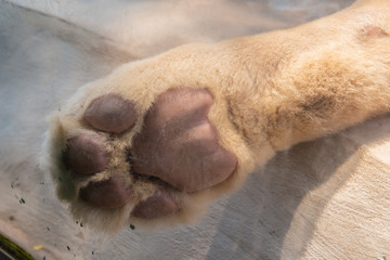 closeup lion feet or tiger paw.