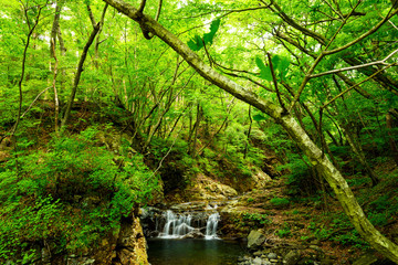 新緑の龍王峡