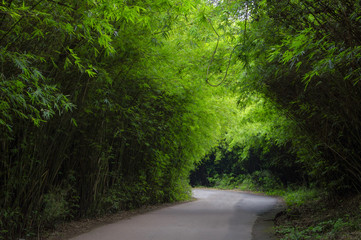 road in the forest