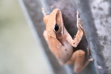 frog in the hand