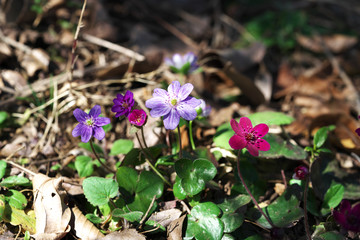春の風景・雪割草の花