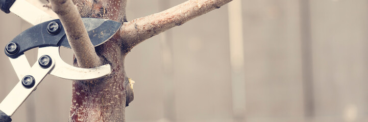 Pruning tree branches early in spring