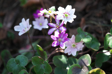 春の風景・雪割草の花