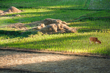 Countryside life style