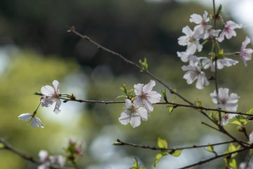 桜