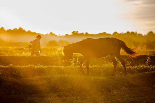 Silhouette horse standind in sunset mood