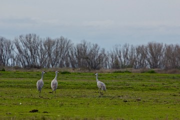 Obraz premium 3 sandhill cranes rest during their migration at the merced national wildlife sanctuary in the san joaquin valley, central california