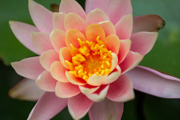 Obraz na płótnie Canvas Closeup shot of a water lily on a pond 