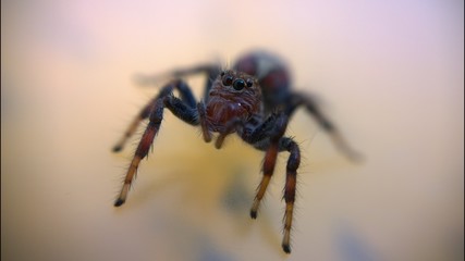 Araña común roja