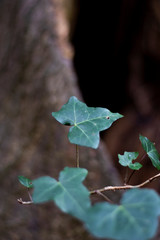 Springtime new leaf growth on tree with shallow depth of field 