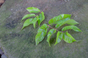 Cakra-cikri or polyscias fruticosa ming isproviding a wide range of medicinal applications; an...