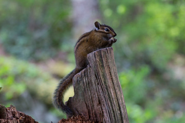 Chipmunk 1