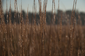 morning dew in autumn