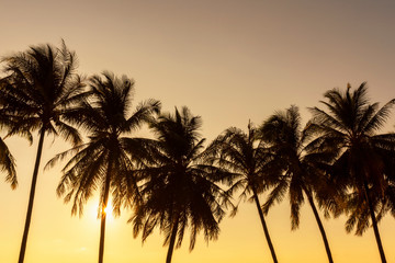 Fototapeta na wymiar Sunset, Beautiful Silhouette Sweet coconut palm trees farm against background in Tropical island Thailand. fresh coconut on trees at Andaman sea, Ranong estuary, Thailand :Vintage tone, Warm tone