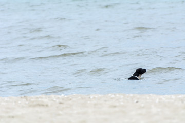 Black dog swimming on the sea