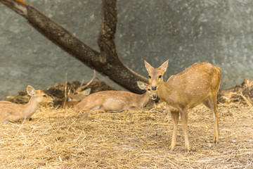 group of wild dear in the zoo ,Thailand. 