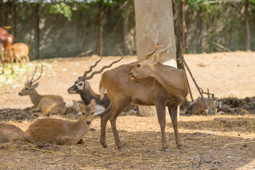 group of wild dear in the zoo ,Thailand. 