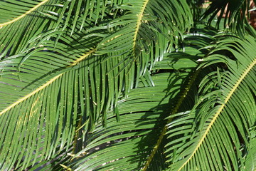 green palm leaves in summer under the sun