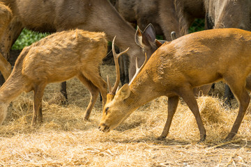 group of wild dear in the zoo ,Thailand. 