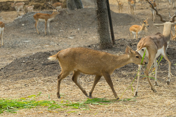 group of wild dear in the zoo ,Thailand. 
