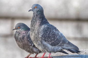 love games in pigeons