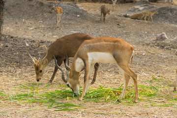 group of wild dear in the zoo ,Thailand. 