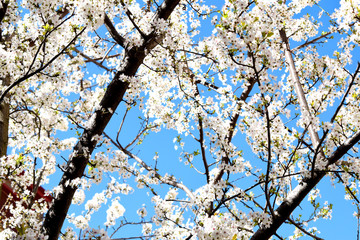 tree with flowers in spring with clear blue sky