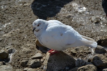 White dove waiting on a small stone