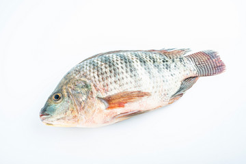 a fresh life fish on a white background