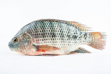 a fresh life fish on a white background
