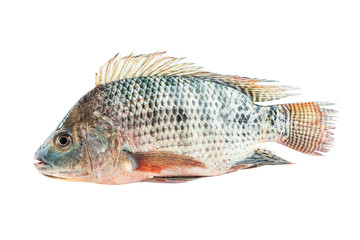 a fresh life fish on a white background