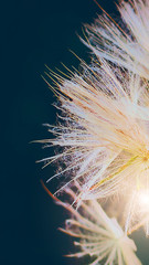 Fluffy dandelion head close up, Beautiful background can be used as a screen saver on a smartphone screen.