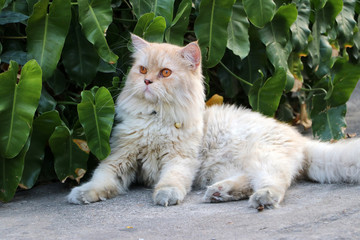 Naklejka na ściany i meble Persian cat in brown and white color laying down on the floor and green leave background.