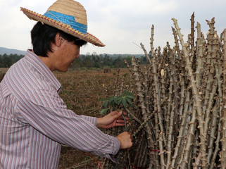 Male farmer Catching  leaf stalk of tapioca plant with tapioca limb that cut the stack together in the farm.