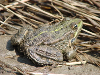 Big brown frog sits by the river