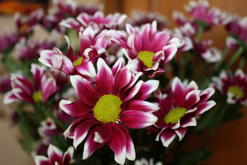 pink chrysanthemum flower