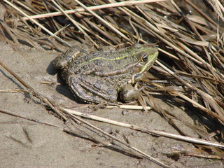 brown big frog sits by the river