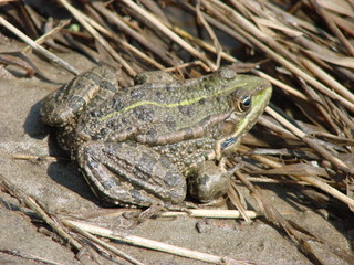 Big water brown frog sits by the river