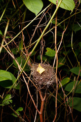 Un nid d'oiseau dans les boissons avec une feuille d'automne