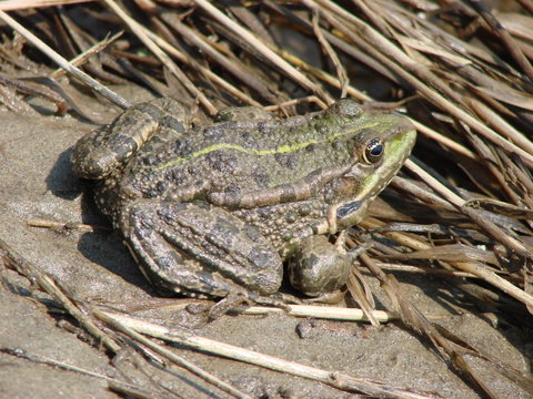 water brown frog sits by the river