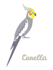 Corella parrot isolated on white background. Vector illustration of a cute bird in cartoon simple flat style.