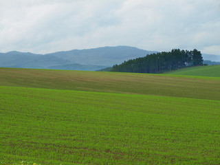 北海道の畑